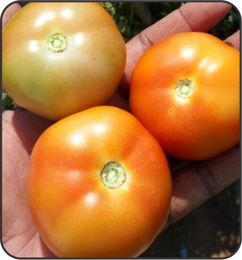 Tomato (टमाटर)Aarav (आरव)