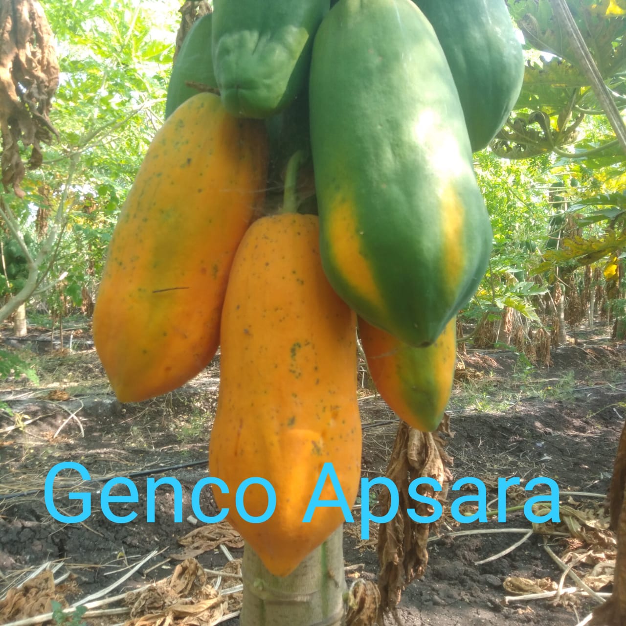 Papaya (पपीता)Apsara (अप्सरा)