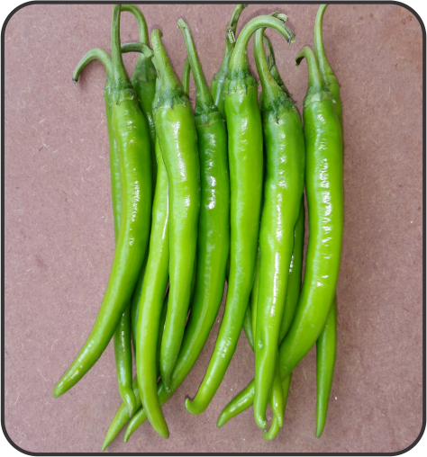 Chilli (मिर्च)Tejan (तेजन)