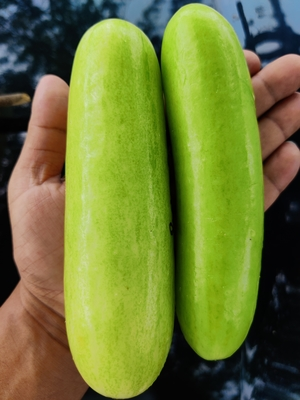 Seedless Cucumber (बीजरहित खीरा)Bharti + (भारती +)