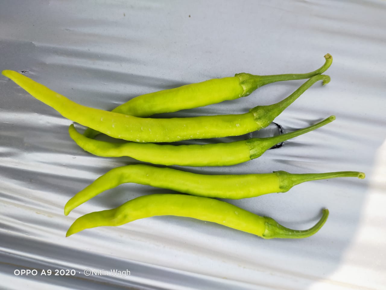 Chilli (मिर्च)Tejan (तेजन)