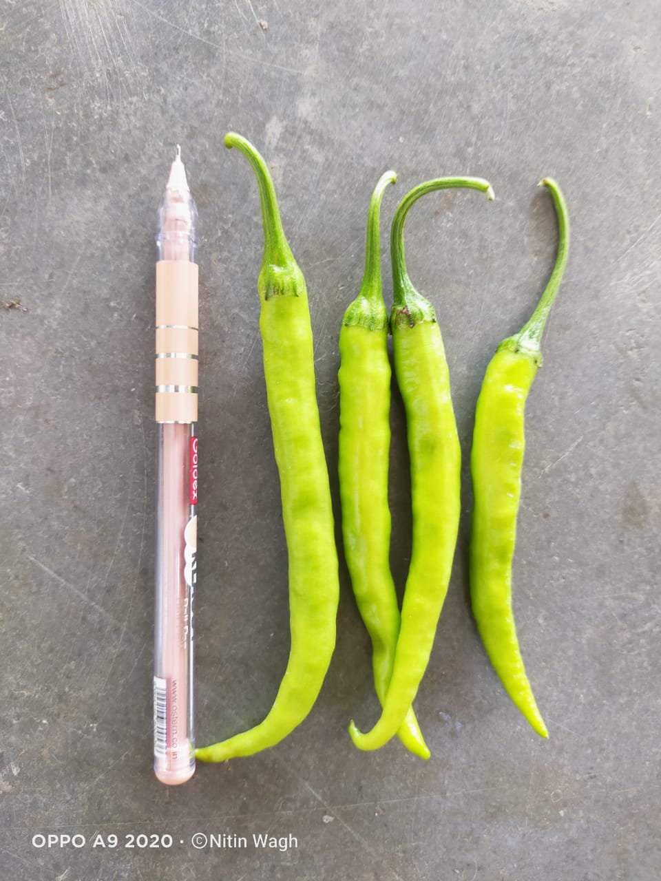 Chilli (मिर्च)Tejan (तेजन)