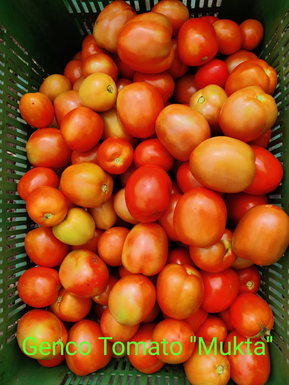 Tomato (टमाटर)Mukta (मुक्ता)