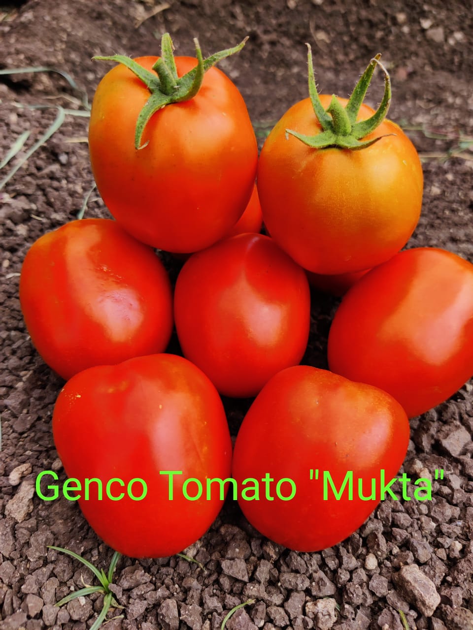 Tomato (टमाटर)Mukta (मुक्ता)