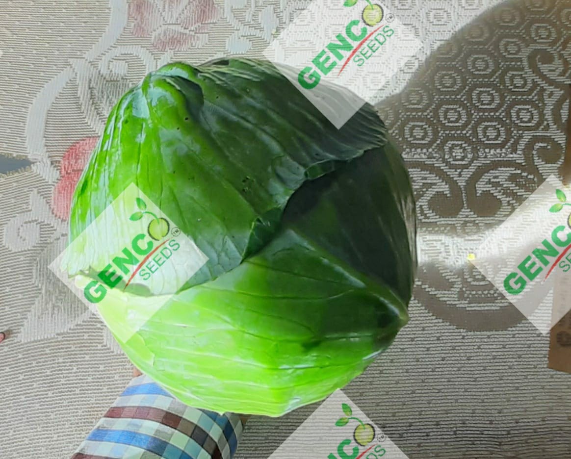 Cabbage (पत्ता गोभी)Swagat (स्वागत)