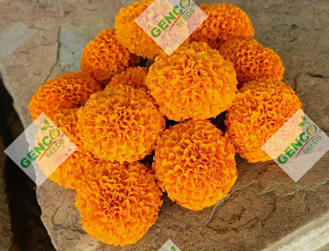 Marigold ( गेंदे का फूल)Narayan (नारायण)