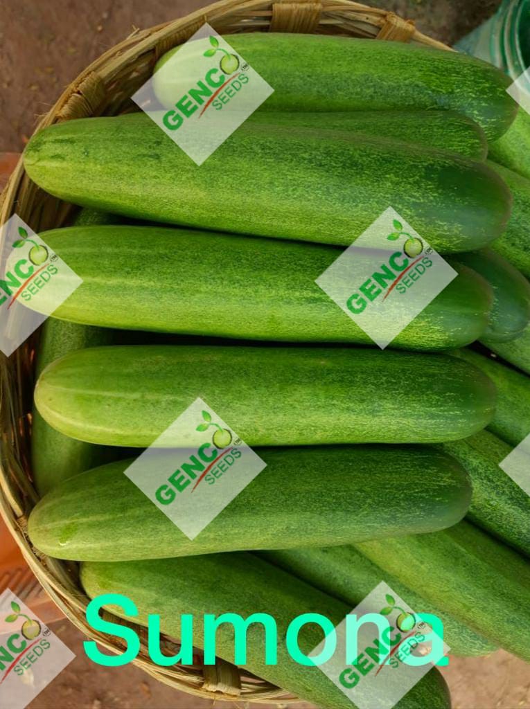 Cucumber (खीरा)Sumona (Sumona)