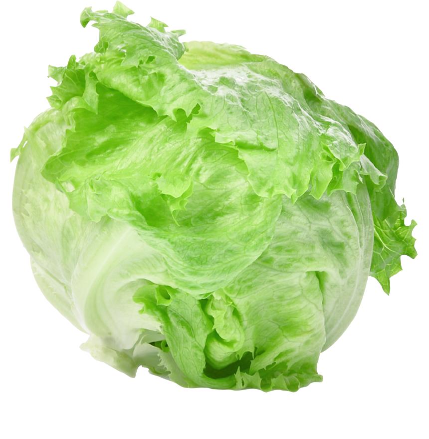 Lettuce (सलाद)Rina (रीना)