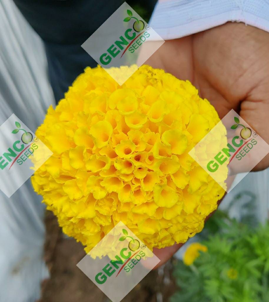 Marigold ( गेंदे का फूल)Laxmi (लक्ष्मी)