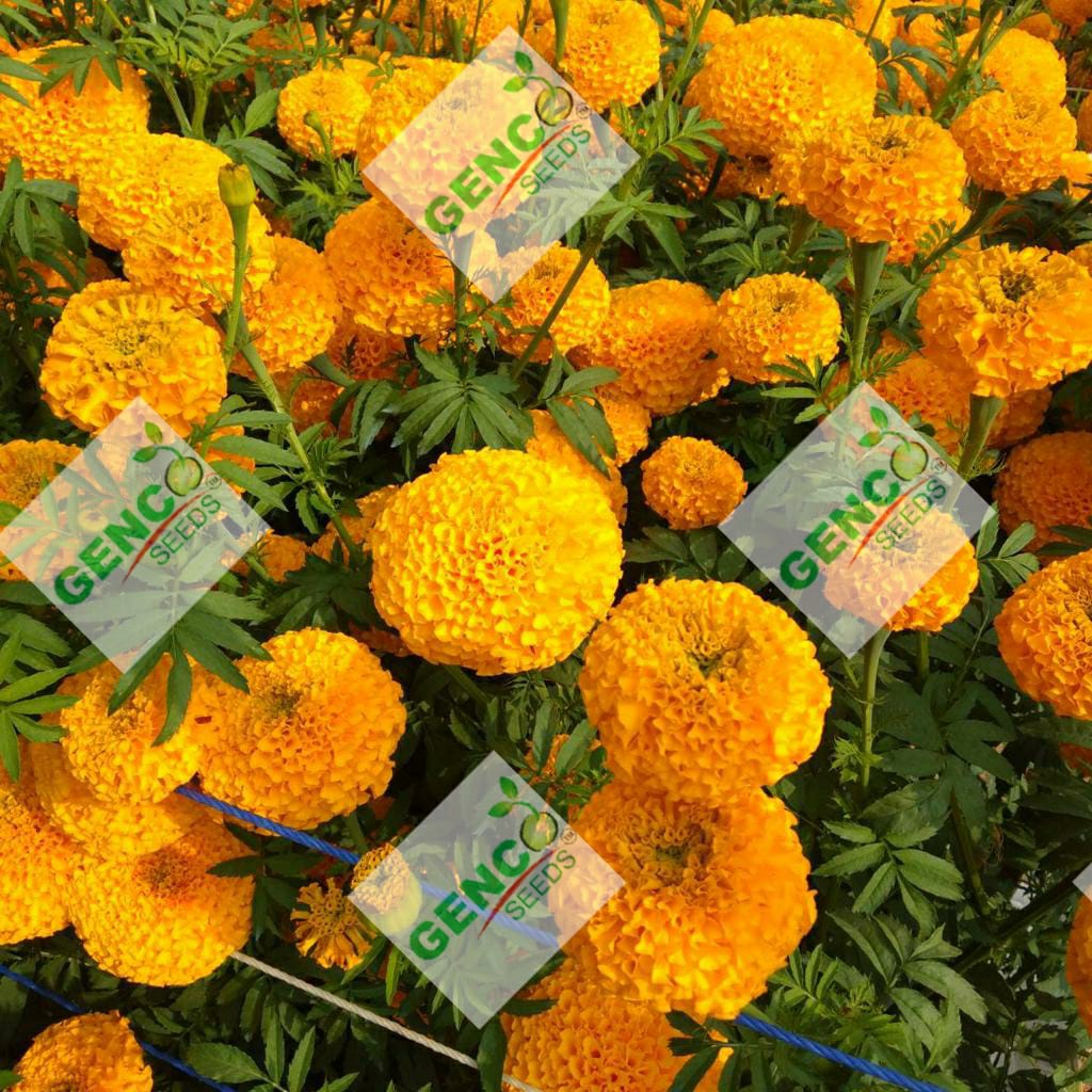 Marigold ( गेंदे का फूल)Basanti (बसंती)