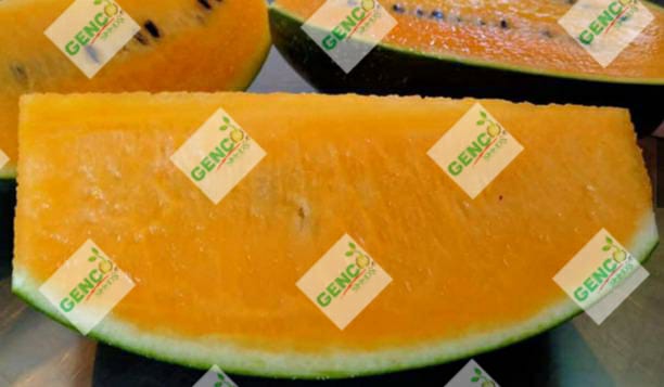 Water Melon (तरबूज)Tanishq ( तनिष्क)