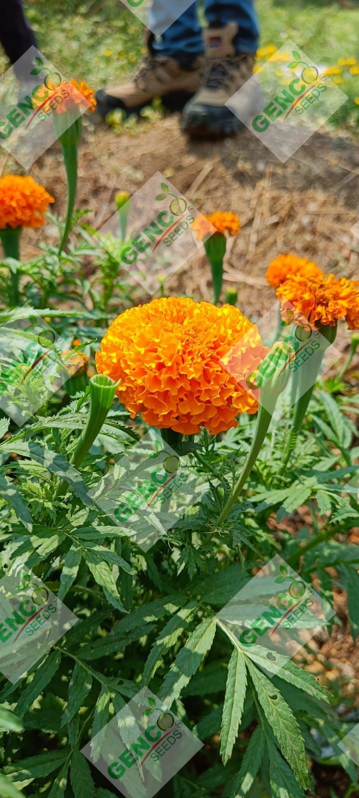Marigold ( गेंदे का फूल)Basanti (बसंती)