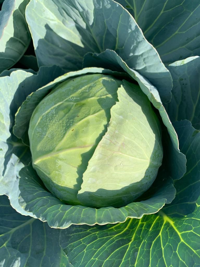 Cabbage (पत्ता गोभी)Palak (पलक)