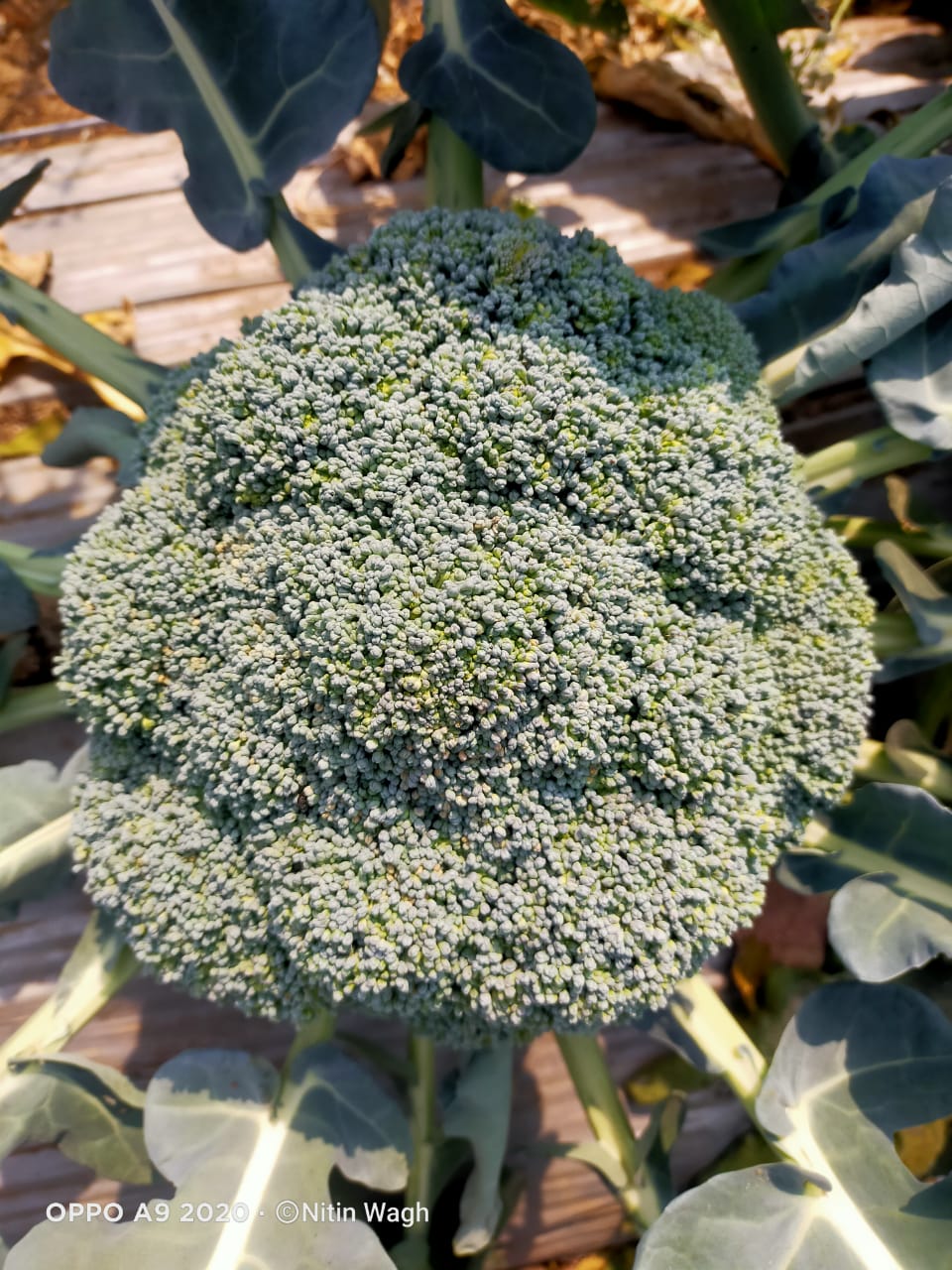 Broccoli (ब्रोकली)Aika (आइका)