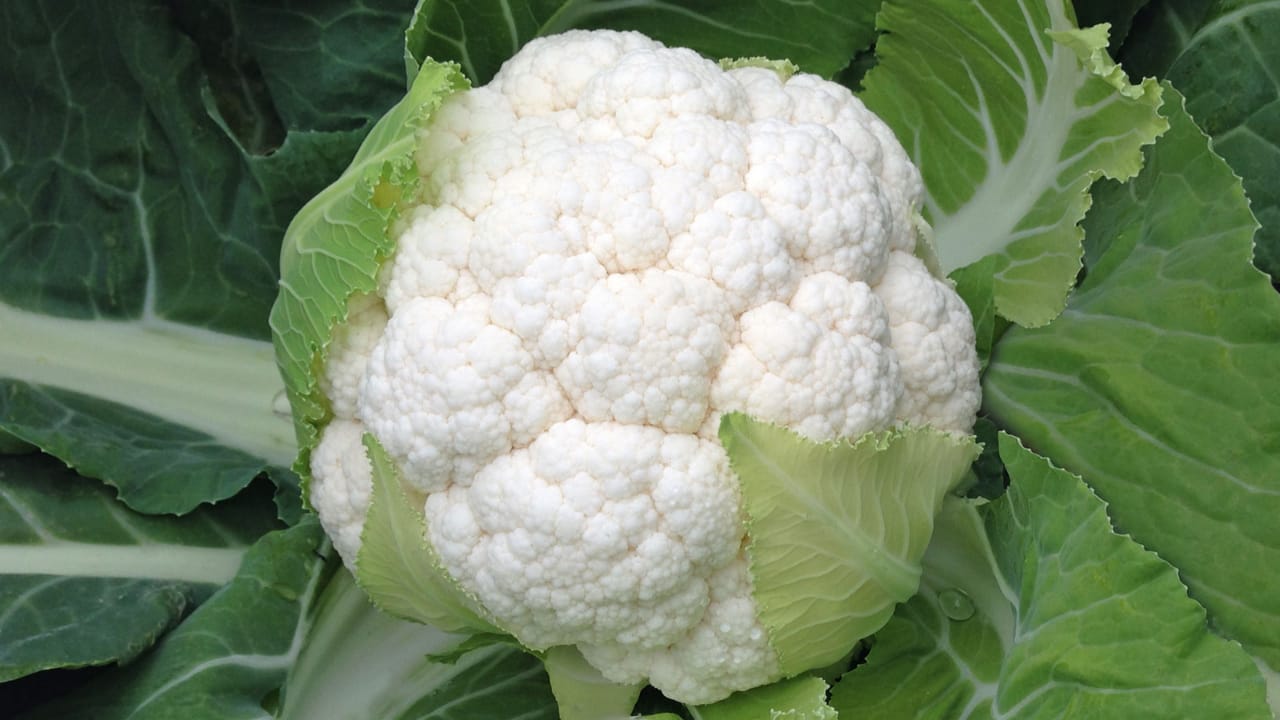 Cauliflower ( गोभी)Mahima (महिमा)