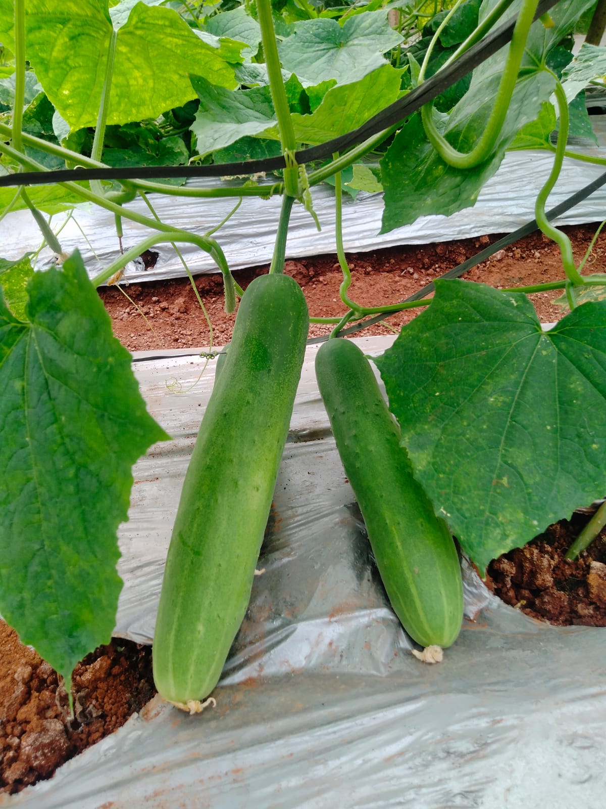 Seedless Cucumber (बीजरहित खीरा)Divya + (दिव्या +)