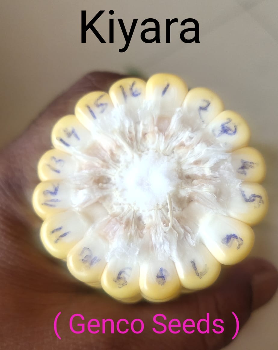Sweet Corn (स्वीट कॉर्न)Kiyara (कियारा)