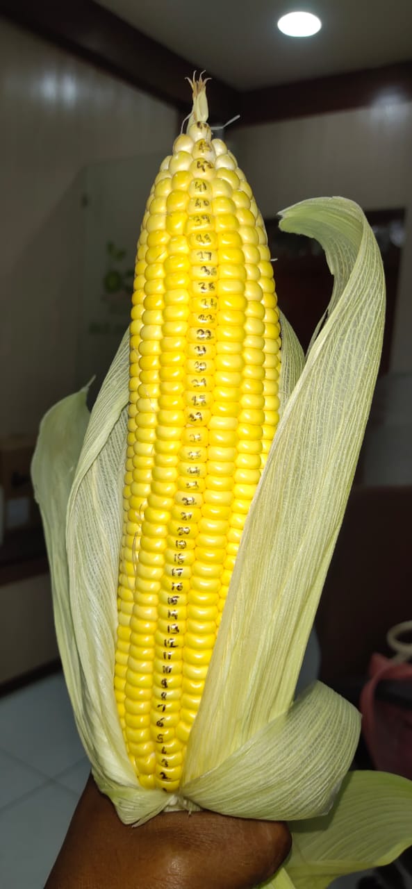 Sweet Corn (स्वीट कॉर्न)Kiyara (कियारा)