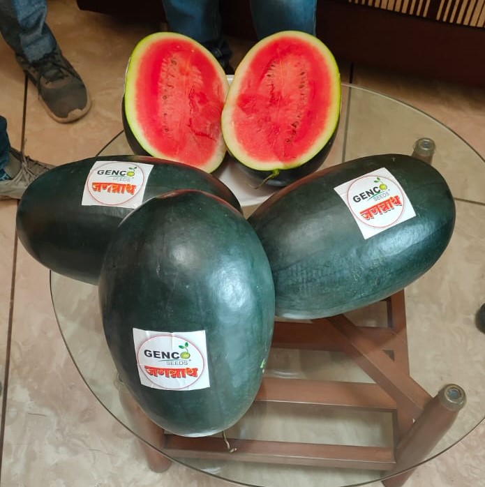 Water Melon (तरबूज)Jagannath (जगन्नाथ)