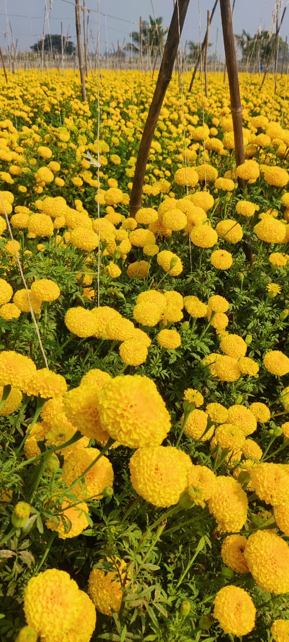 Marigold ( गेंदे का फूल)Laxmi (लक्ष्मी)