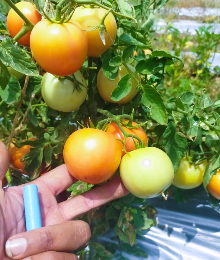 Tomato (टमाटर)Amar (अमर)