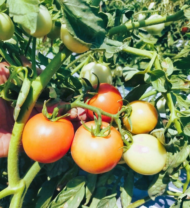 Tomato (टमाटर)Amar (अमर)