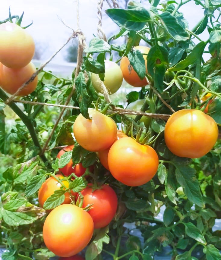 Tomato (टमाटर)Amar (अमर)