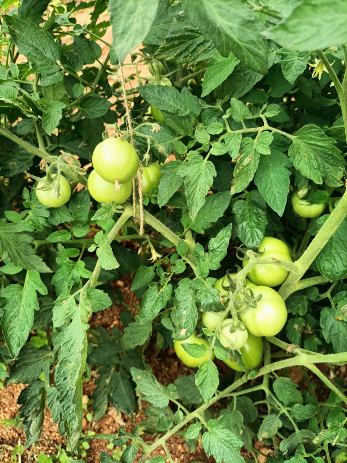 Tomato (टमाटर)Amar (अमर)