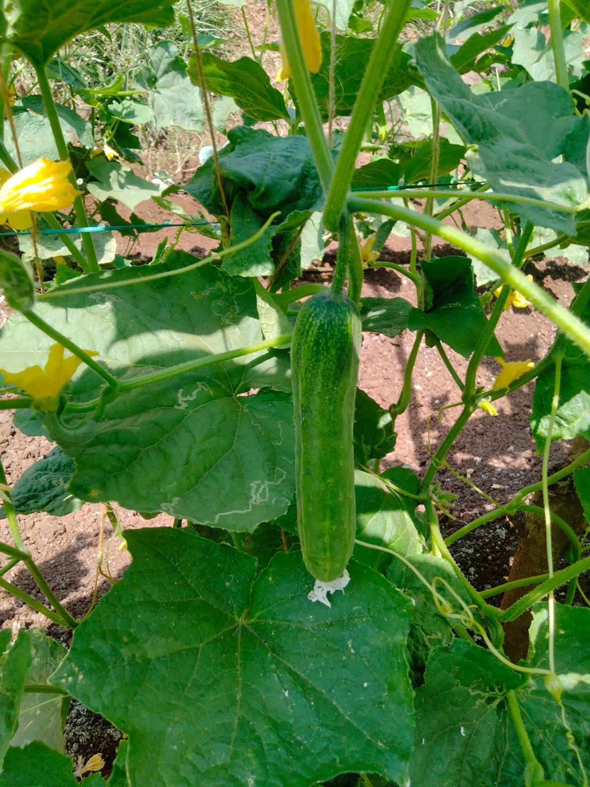 Cucumber (खीरा)Sumona (Sumona)