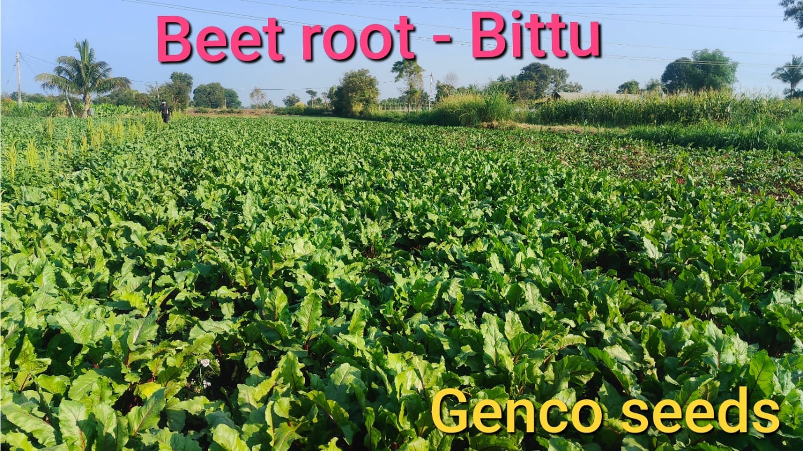Beetroot  (बीट)Bittu (बिट्टू)